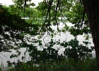 Am Ufer des Schmalen Luzin, Feldberger Seenlandschaft. : Seeufer, Bäume
